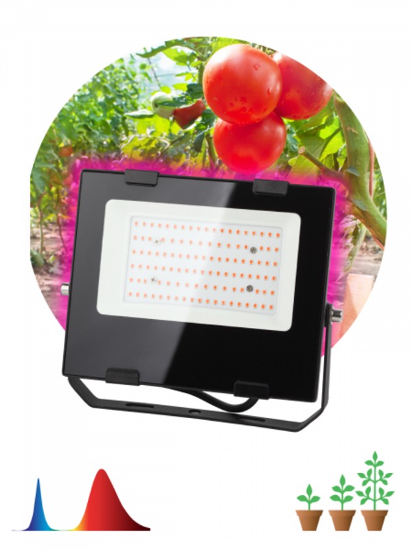 Фитопрожектор для растений светодиодный ЭРА FITO-50W-RB-LED для цветения и плодоношения красно-синег